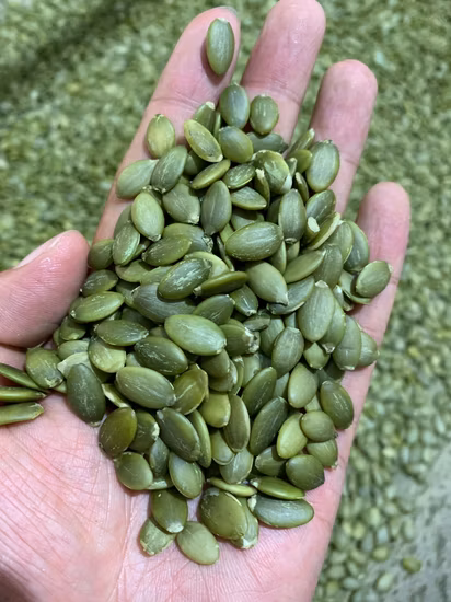 Nova colheita de sementes de abóbora chinesas, pele brilhante, grau AA