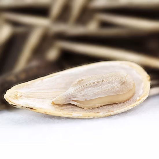 Tipo bruto de tamanho grande 363 361 601 sementes de girassol direto da fábrica